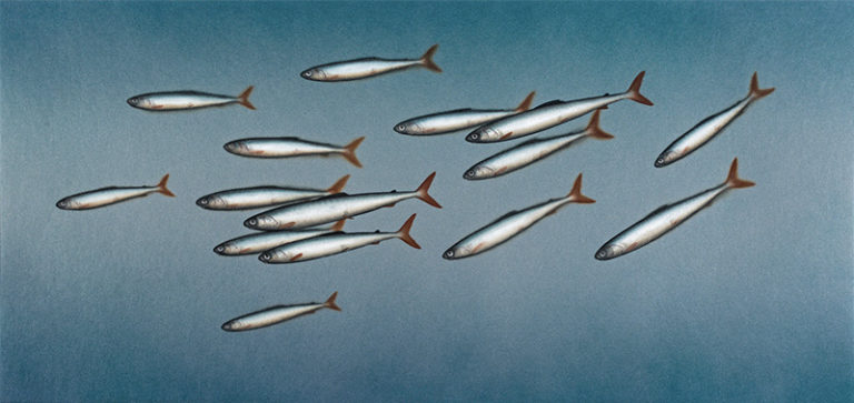 DonaldProvan GreenAndSilverShoal 768x363